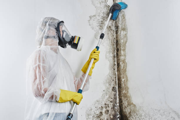 Best Emergency Mold Remediation in Geneva, IL
