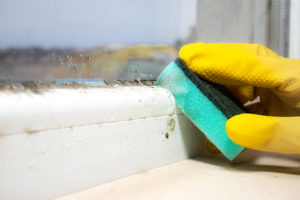 Best DIY Mold Remediation Support Services in Geneva, IL