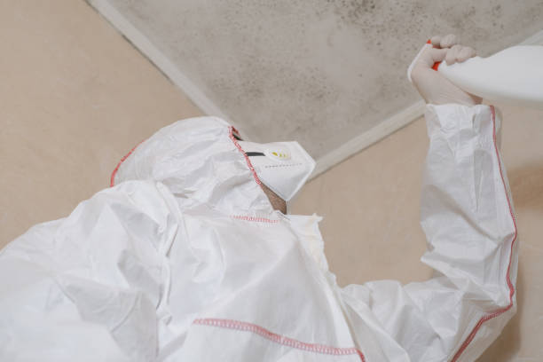 Best HVAC Mold Remediation in Geneva, IL