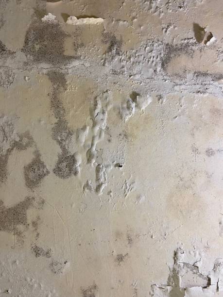 Best Commercial Mold Remediation in Geneva, IL