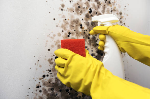 Best Basement Mold Remediation in Geneva, IL