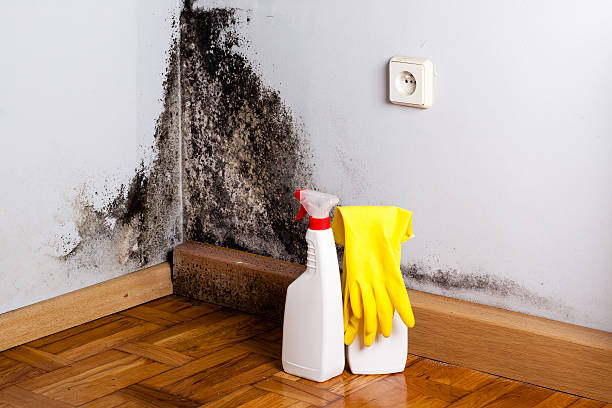 Best Crawl Space Mold Remediation in Geneva, IL