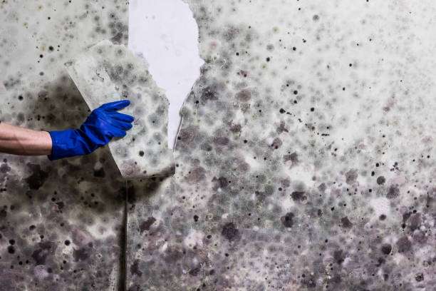 Best Industrial Mold Remediation in Geneva, IL