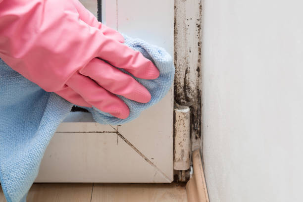 Best Post-Flood Mold Remediation in Geneva, IL